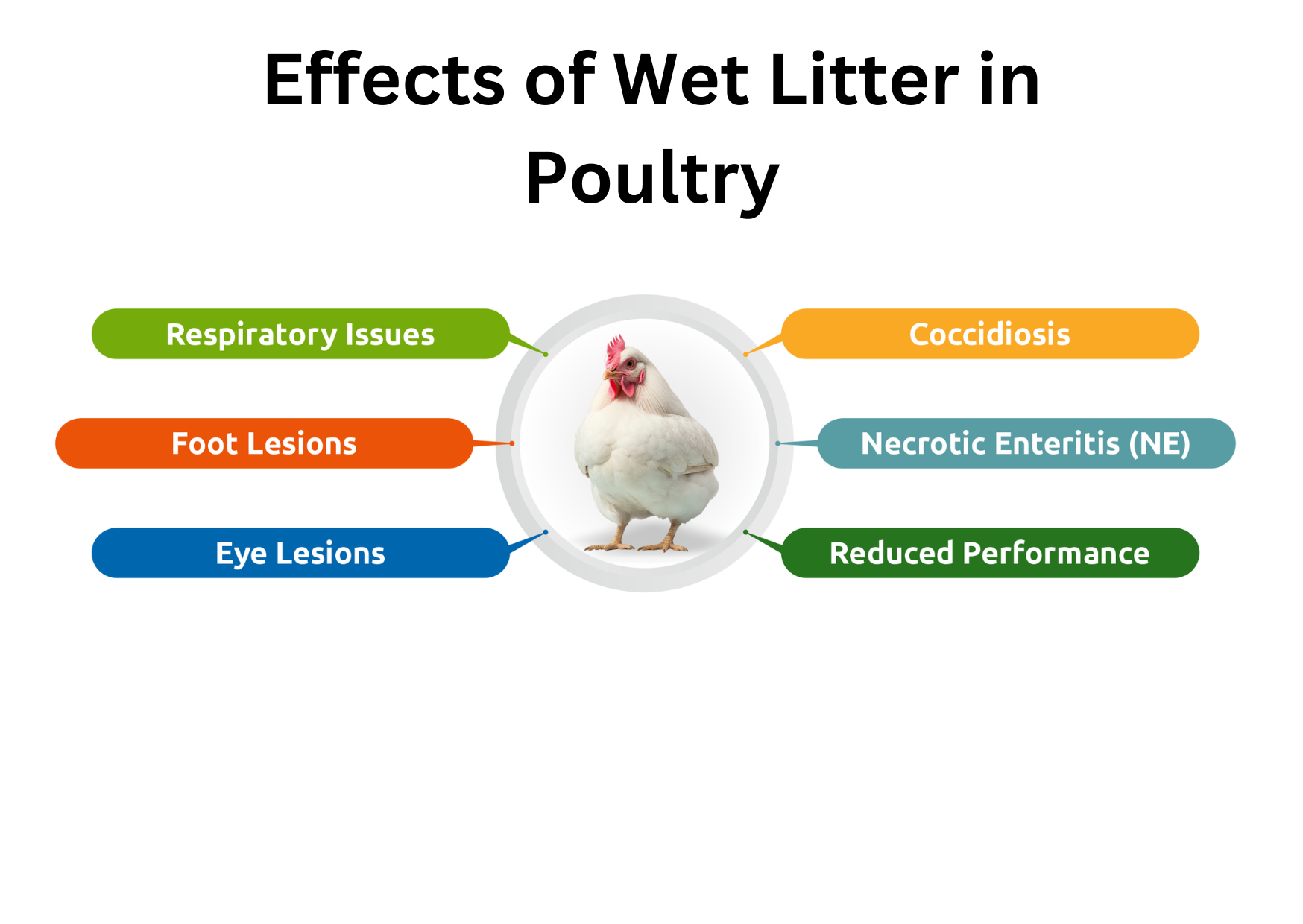 Effects of Wet Litter in Poultry