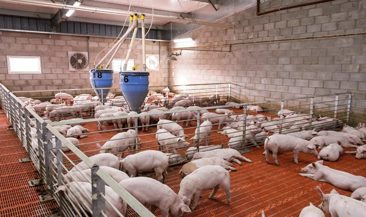 Importance of Weaning in Pigs 2