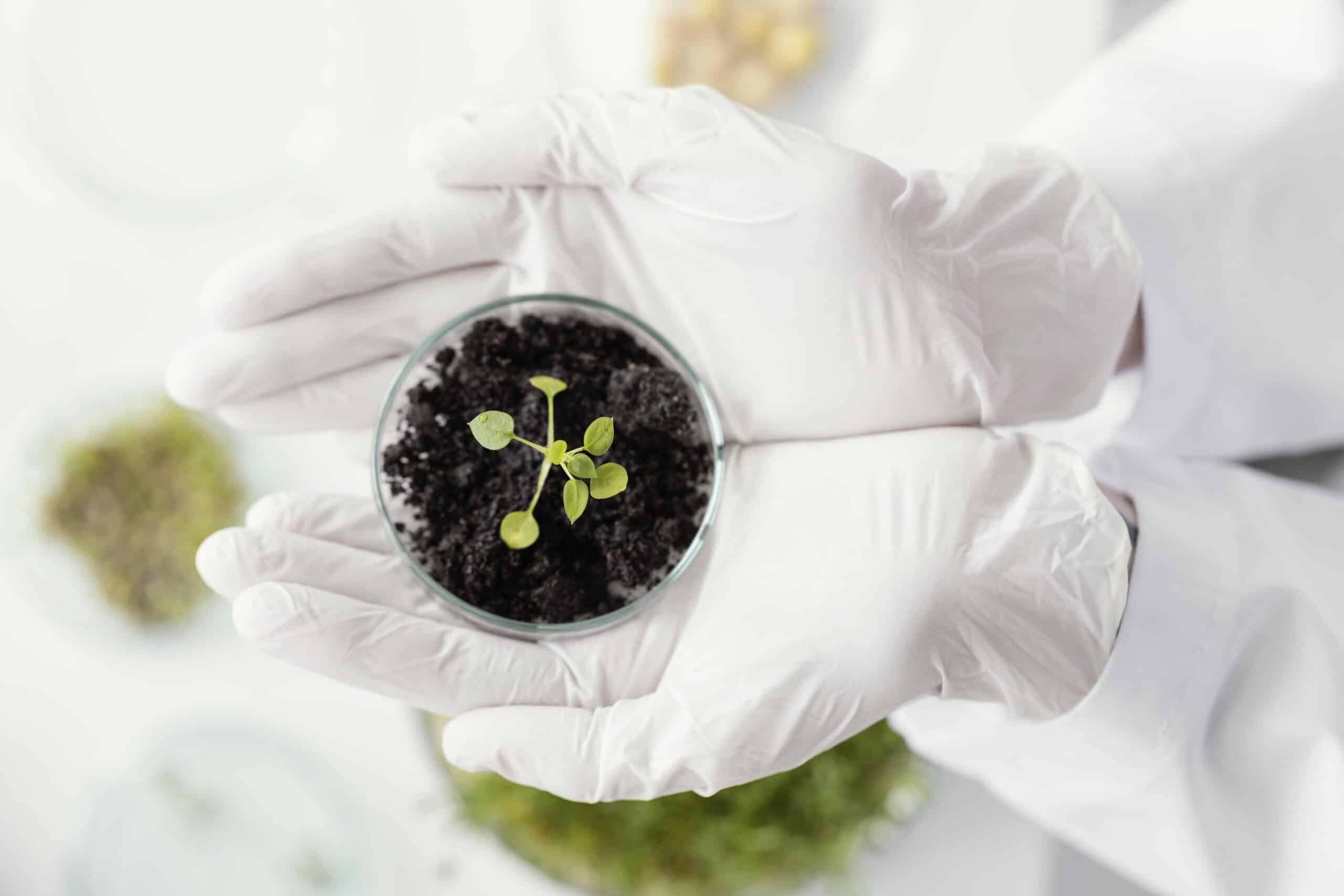 phytogenic feed additives